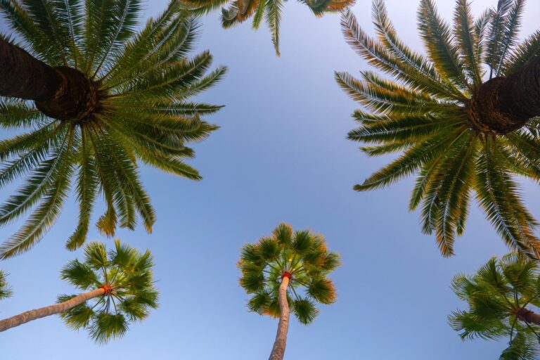 Palm fronds photographed from below against a clear blue sky