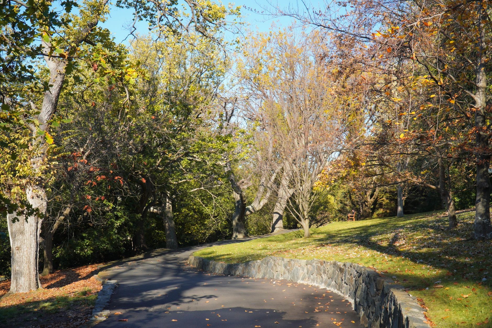 A paved park path curving between bare trees with dry leaves on the ground