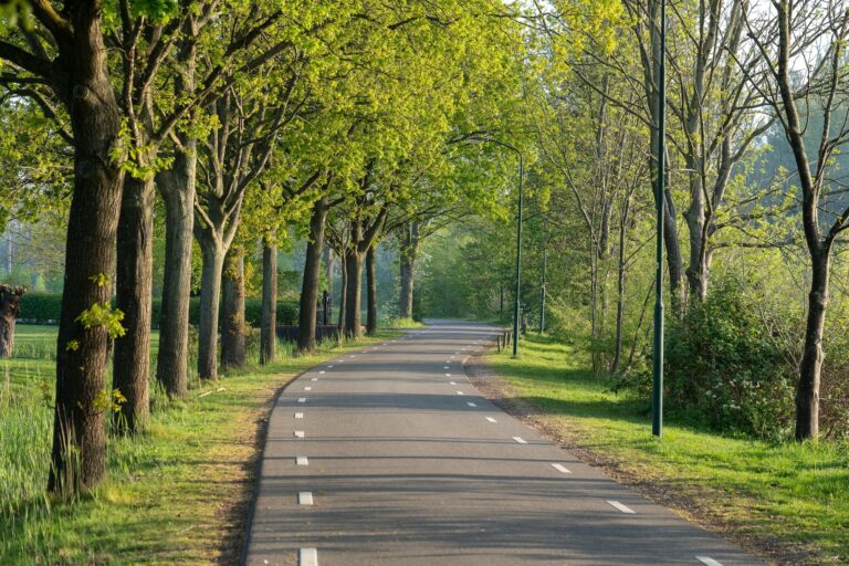 A paved path running between two rows of tall trees on a clear day